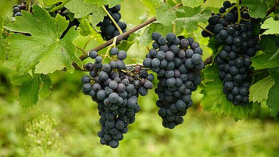 Praxis-Schnittkurs für Obstgehölze