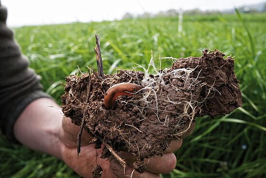 Bio-Streuobst vom Hochstamm – landschaftsprägend produziert, nachhaltig verarbeitet, regional vermarktet

"Boden um 7"