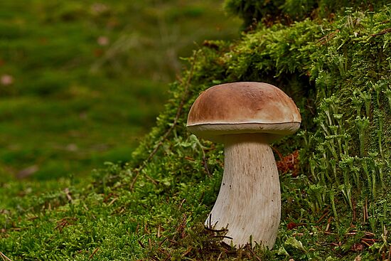 Die faszinierende Welt der Pilze