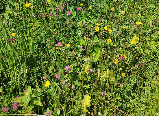 Die Vielfalt einer Wiese entdecken
