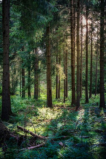 Unser Wald in Zeiten des Klimawandels
