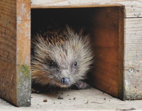 Igel füttern - aber richtig!